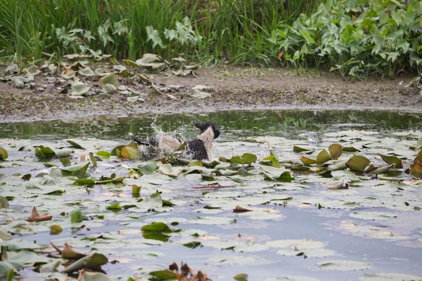 Full Size Image = 856 K