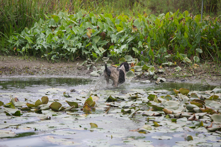 Full Size Image = 951 K