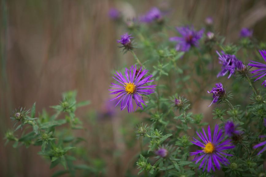 Full Size Image = 355 K