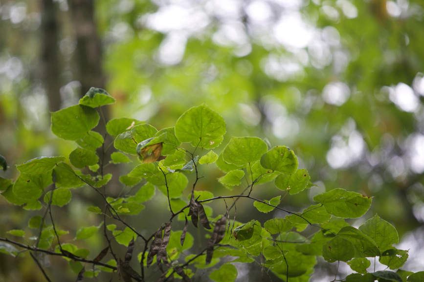 Full Size Image = 449 K