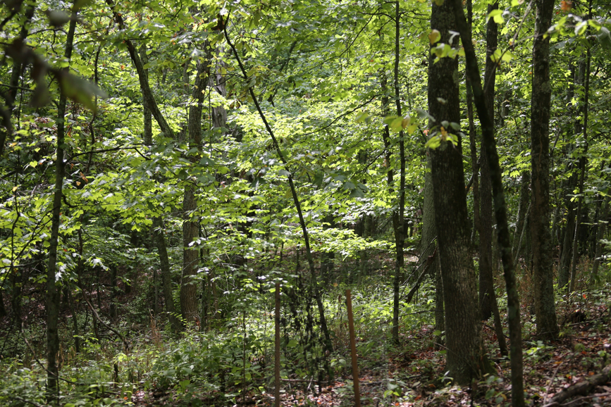 Full Size Image = 2569 K