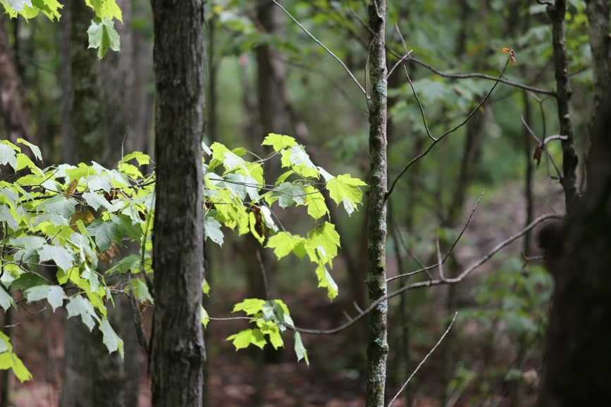 Full Size Image = 958 K