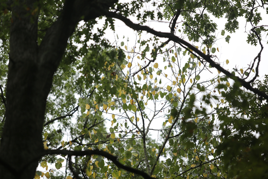 Full Size Image = 1532 K