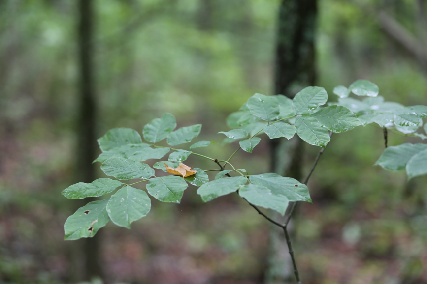 Full Size Image = 652 K