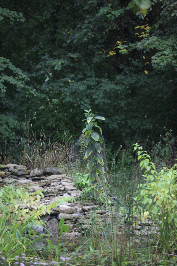 Full Size Image = 1472 K