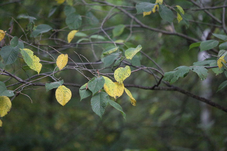 Full Size Image = 1982 K