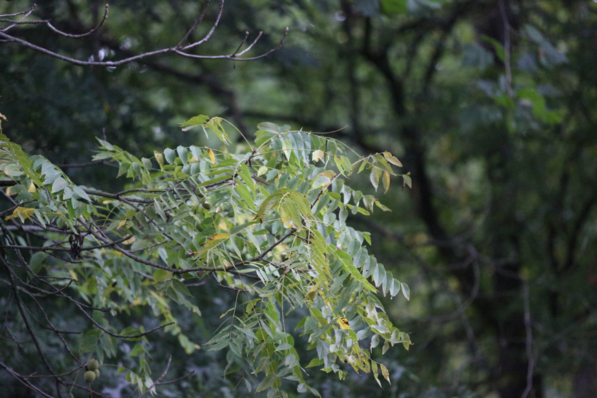 Full Size Image = 1903 K