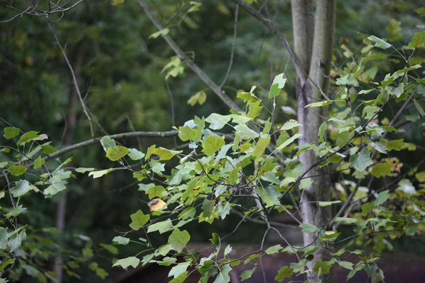 Full Size Image = 1923 K