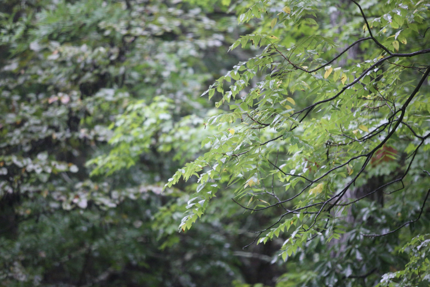 Full Size Image = 1587 K