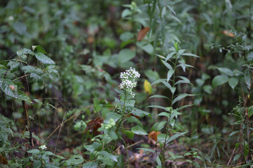 Full Size Image = 1153 K