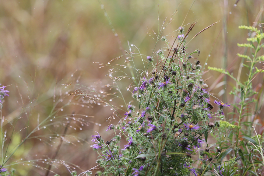 Full Size Image = 1188 K