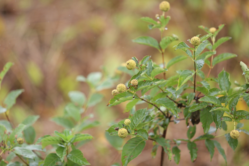 Full Size Image = 737 K