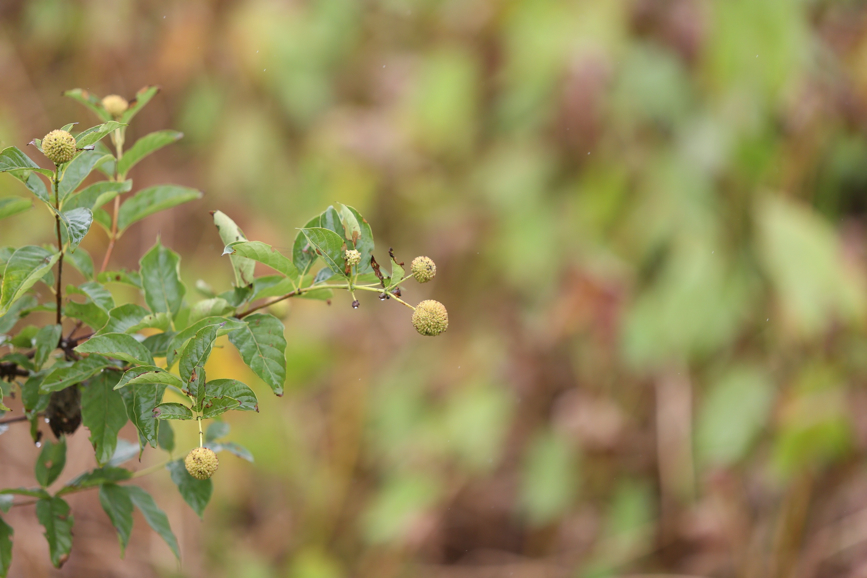 Full Size Image = 684 K