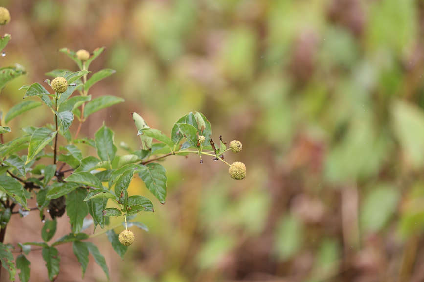 Full Size Image = 704 K