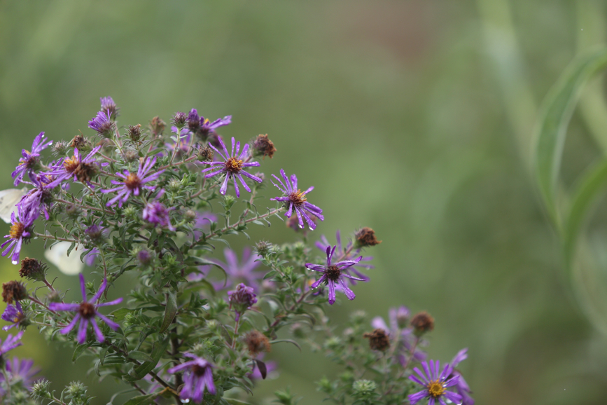 Full Size Image = 816 K