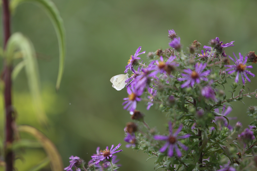 Full Size Image = 738 K