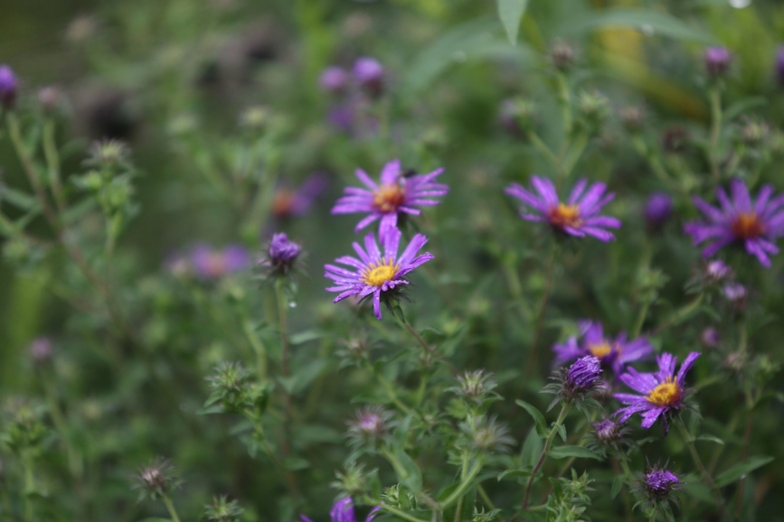 Full Size Image = 751 K