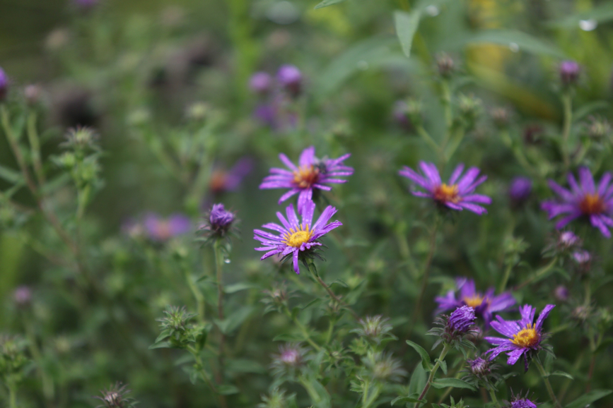 Full Size Image = 752 K