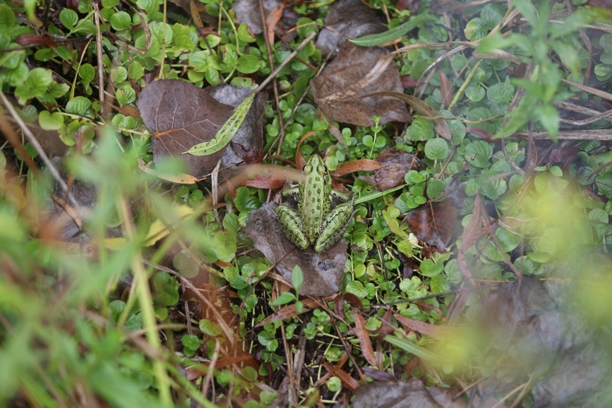 Full Size Image = 1371 K