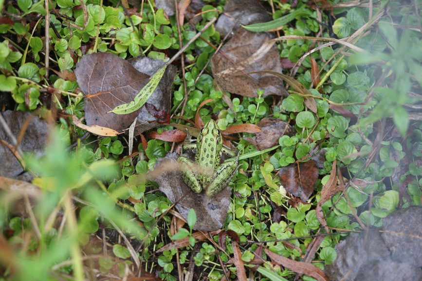 Full Size Image = 1535 K