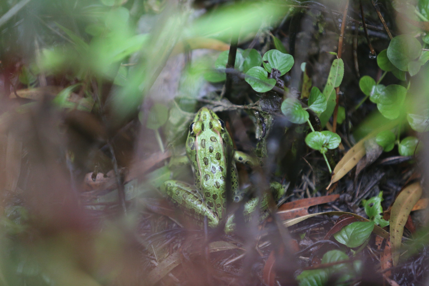 Full Size Image = 1150 K