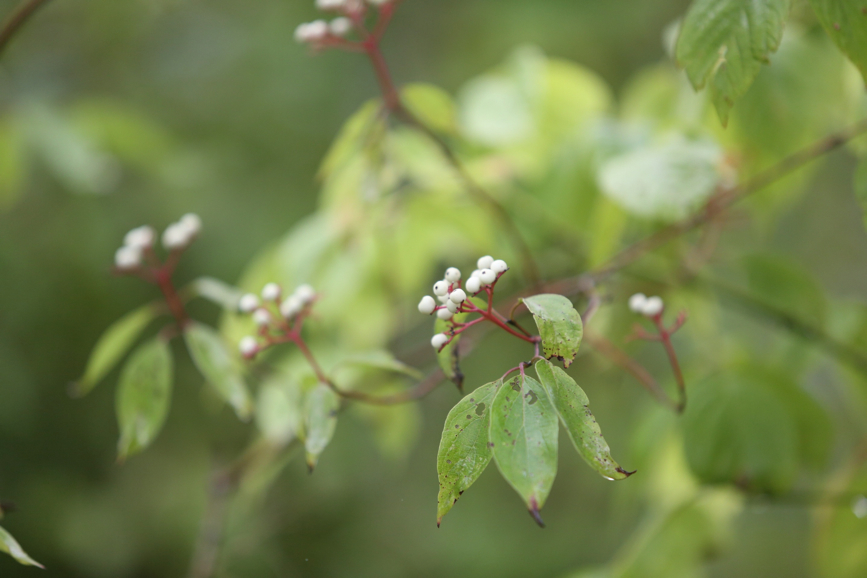 Full Size Image = 733 K