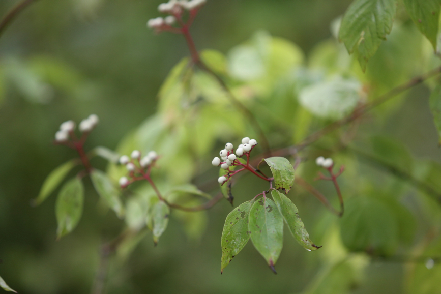 Full Size Image = 691 K