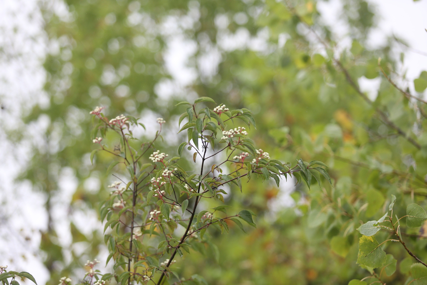 Full Size Image = 831 K