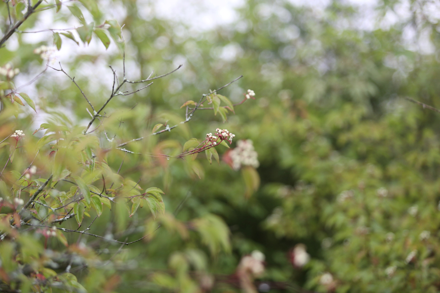 Full Size Image = 796 K