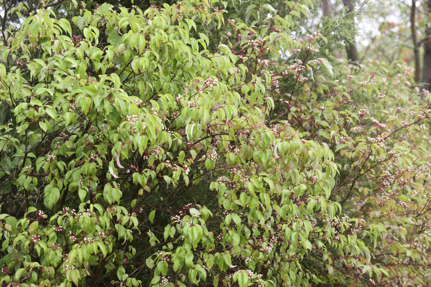 Full Size Image = 2053 K