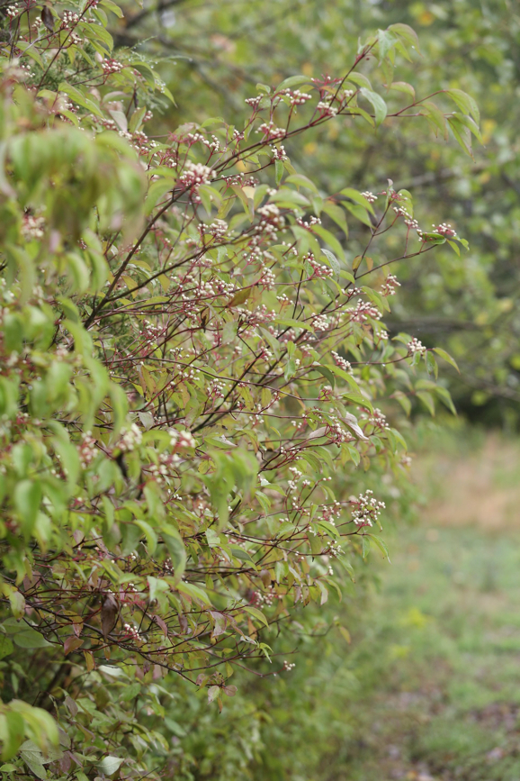 Full Size Image = 867 K