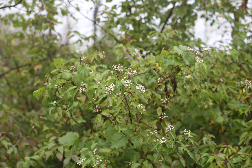 Full Size Image = 1096 K