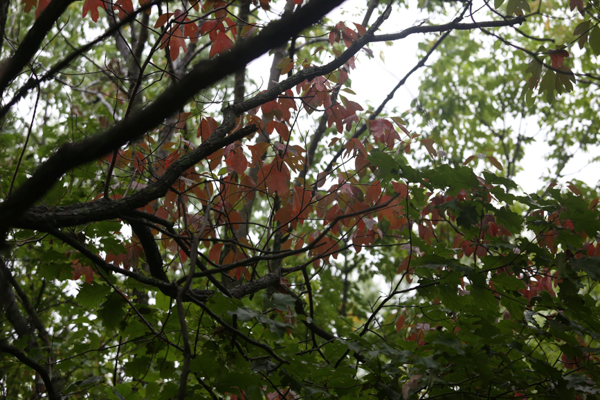 Full Size Image = 1407 K