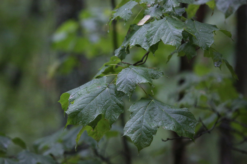 Full Size Image = 1531 K