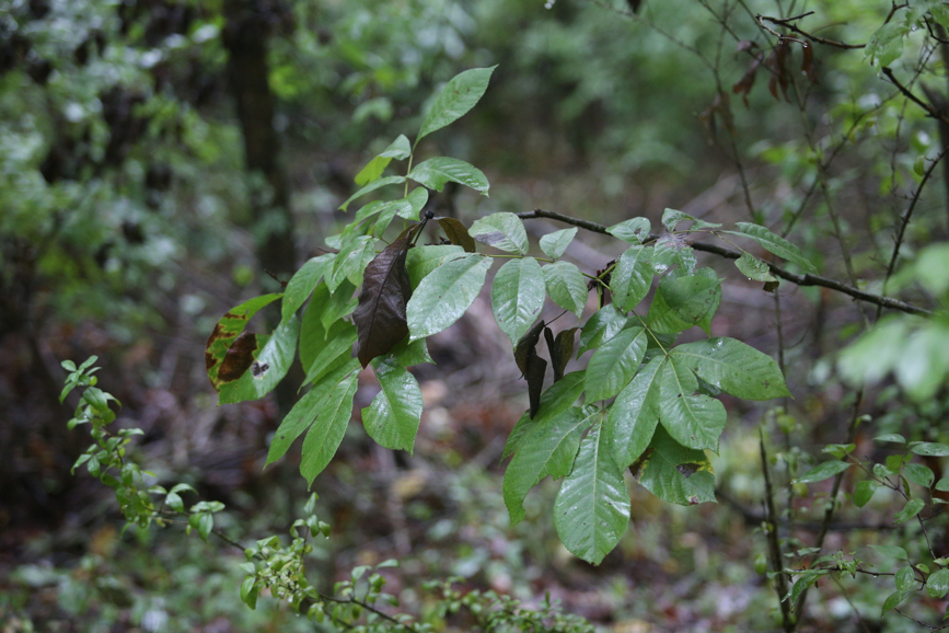 Full Size Image = 1220 K