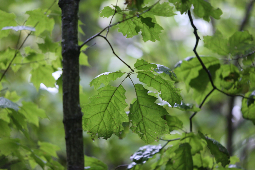 Full Size Image = 1097 K