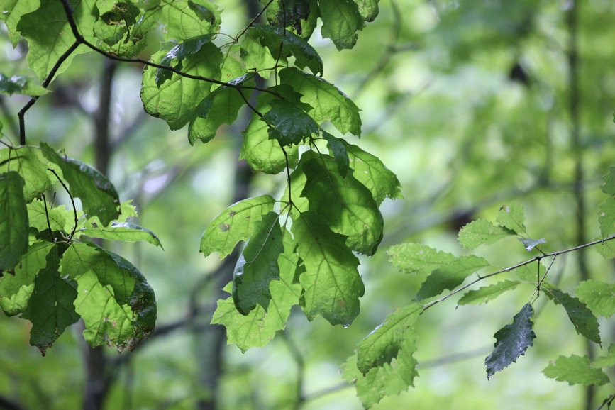 Full Size Image = 1385 K