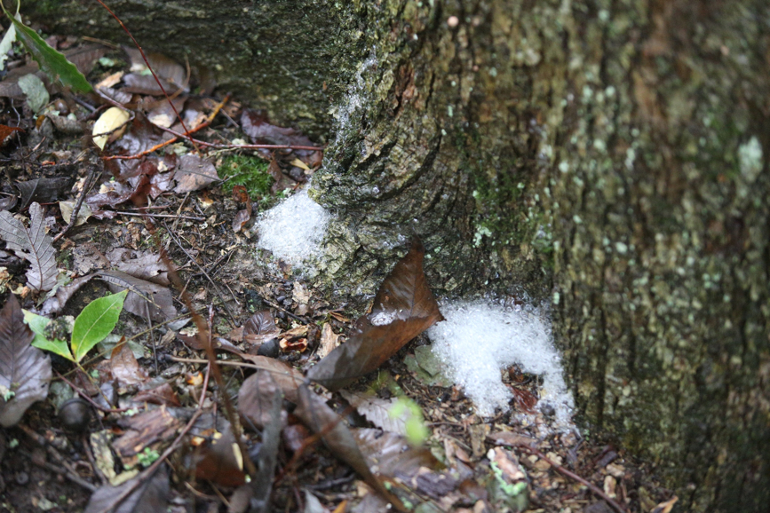 Full Size Image = 1926 K