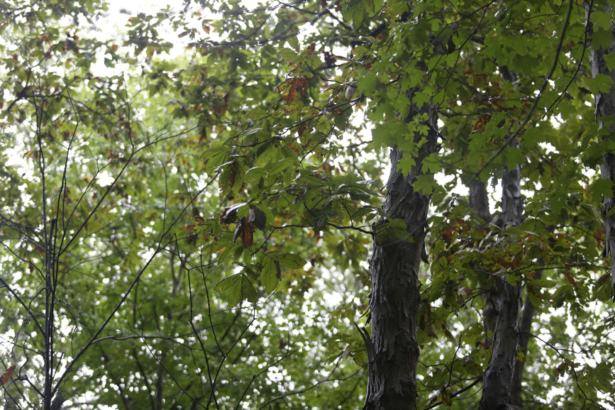 Full Size Image = 1708 K