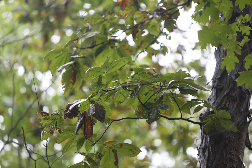 Full Size Image = 1219 K