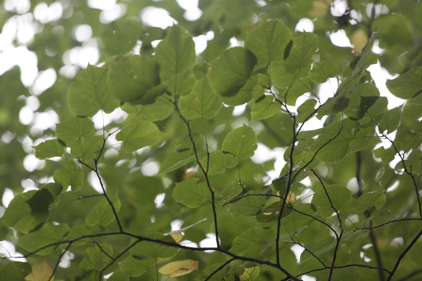 Full Size Image = 1013 K