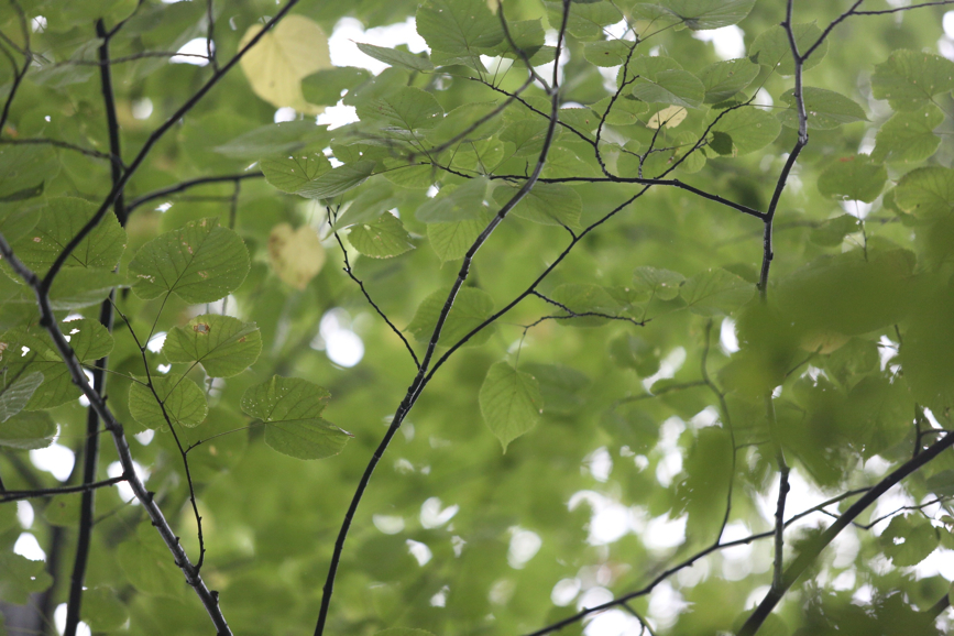 Full Size Image = 1169 K