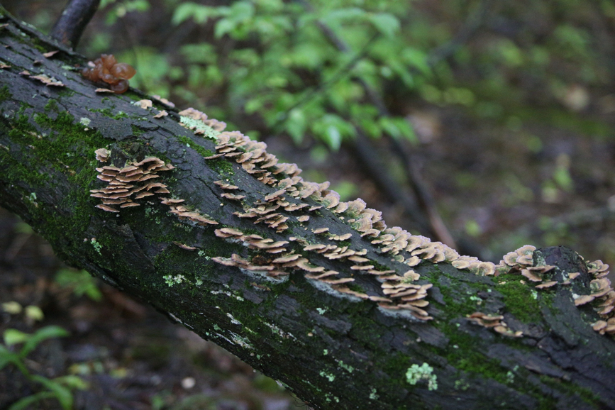 Full Size Image = 1697 K