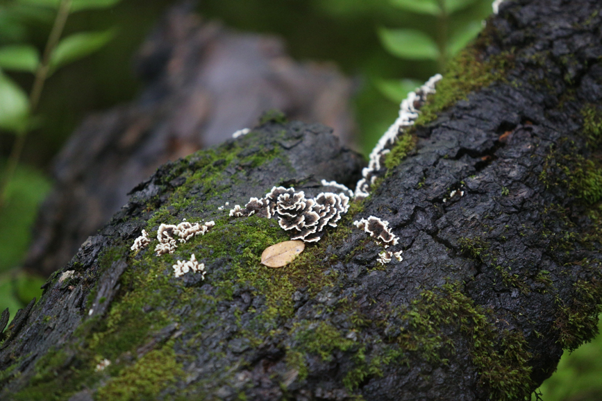 Full Size Image = 1517 K