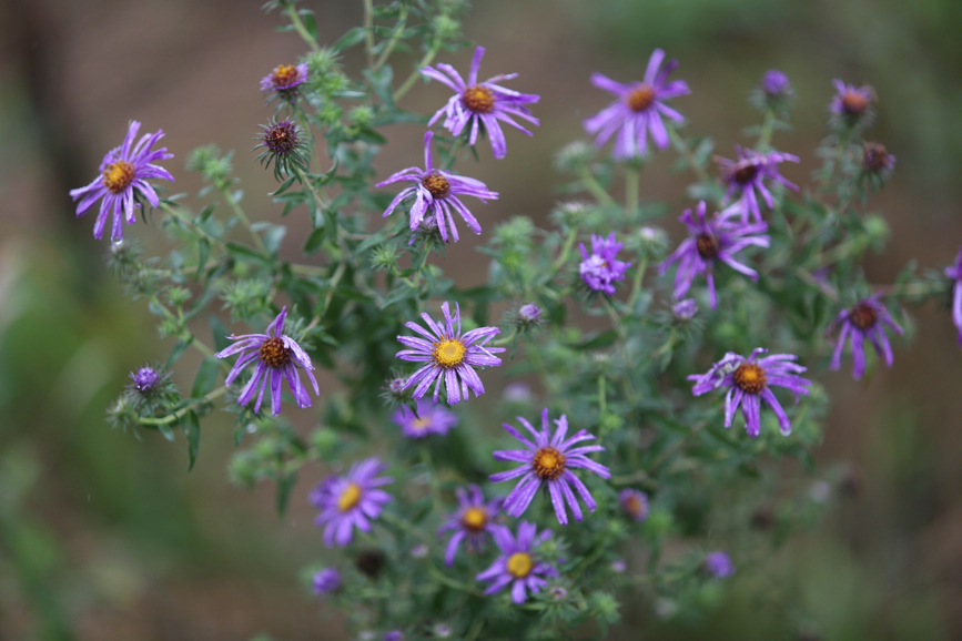 Full Size Image = 765 K