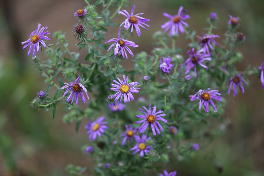 Full Size Image = 758 K