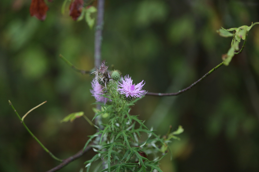 Full Size Image = 735 K