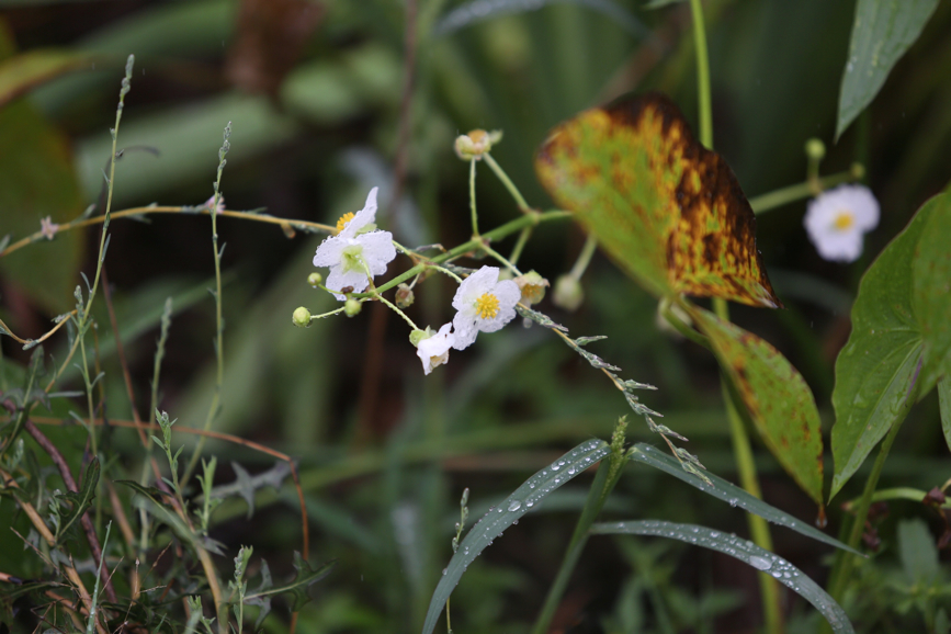 Full Size Image = 765 K