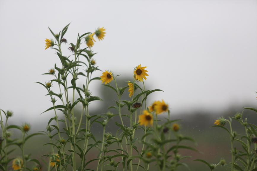 Full Size Image = 625 K