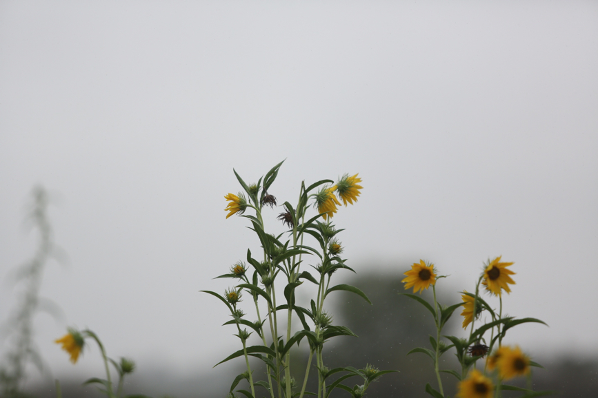 Full Size Image = 543 K